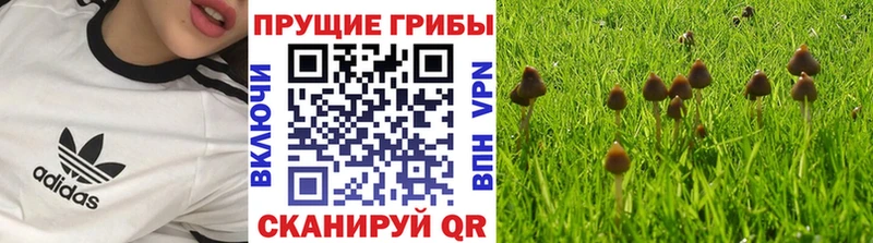 где купить   Бакал  Галлюциногенные грибы GOLDEN TEACHER 